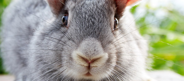 22 интересных факта о кроликах
