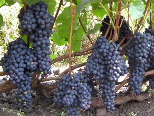 Описание сорта Памяти Домбковской - фото винограда, отзывы садоводов