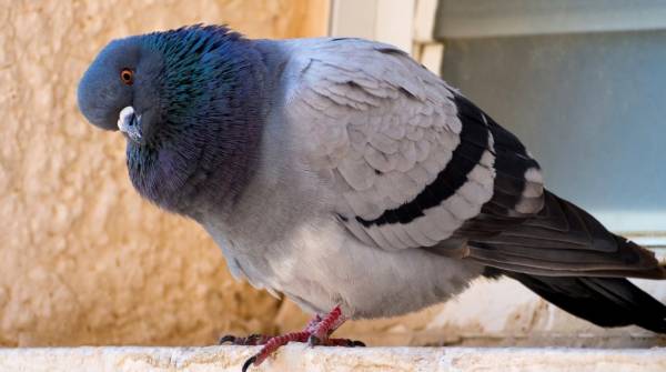 Как лечить сальмонеллез у голубей: народные методы и лекарственные средства