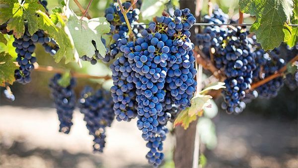 Сроки созревания и правила сбора винограда