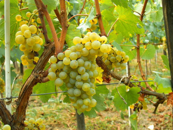 21 лучший сорт винограда в разных категориях