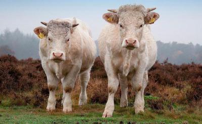 Бычок мясной породы: фото и обзор самых известных пород быков