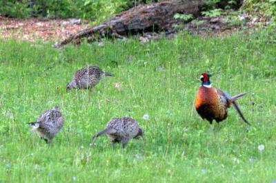 Обыкновенный фазан: описание, особенности питания, размножение и интересные факты