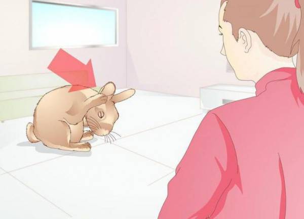 Ушной клещ у кроликов: лечение в домашних условиях народными средствами
