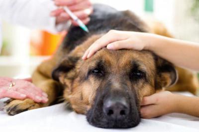 Окситоцин для животных: инструкция по применению, цена, отзывы