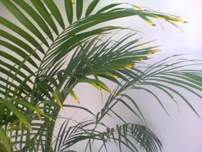 Почему желтеют и опадают листья пальмы комнатной