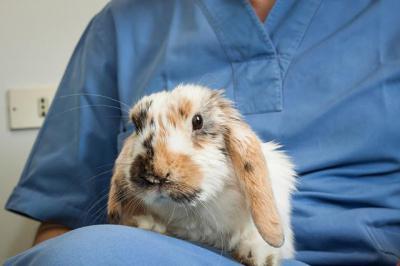 Пастереллез кроликов (геморрагическая септицемия): пути заражения, симптомы, лечение, профилактика