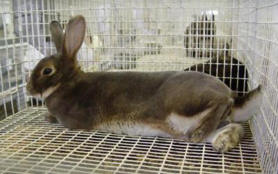 Какая нужна сетка для клетки кроликов: размеры