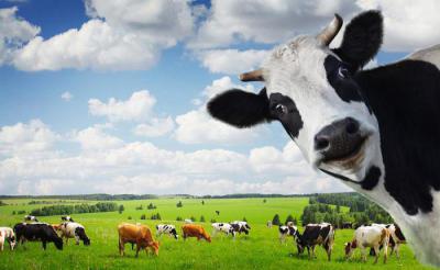 А вам интересно знать, сколько весит корова? Максимальный вес коровы и быка