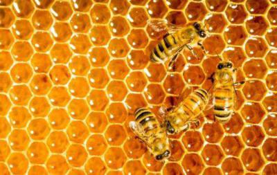 Какие пчелиные продукты полезны
