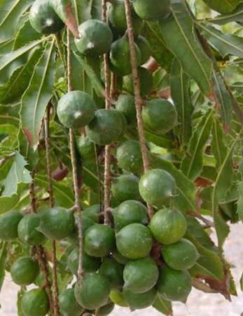 Орех макадамия: полезные свойства, вкус, применение
