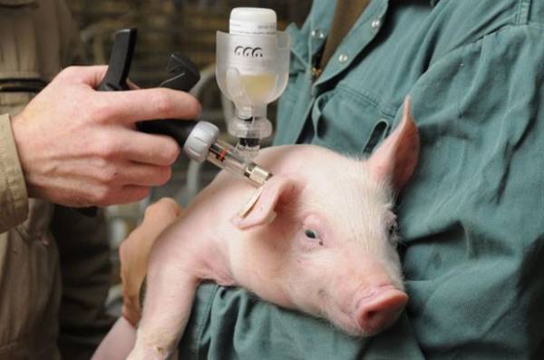 Как и чем лечить рожу у свиней