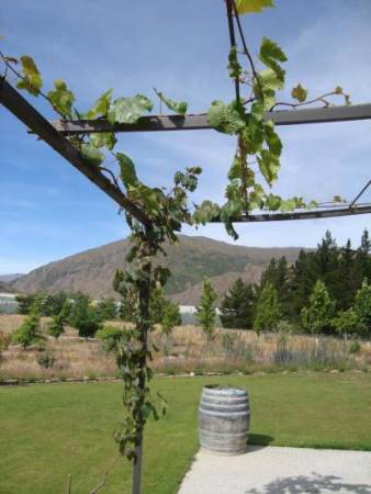 Виноград Багровый: описание сорта, урожайность, выращивание и отзывы