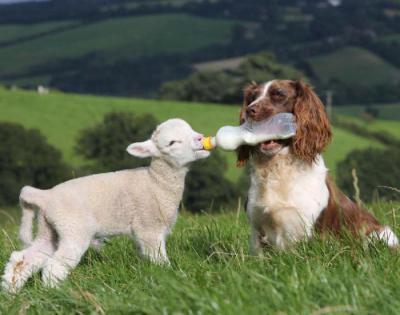 Маленькие животные: как называется детеныш овцы и барана