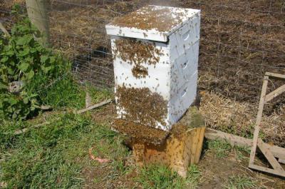 Пчеловодство: роение пчел и меры его предупреждения