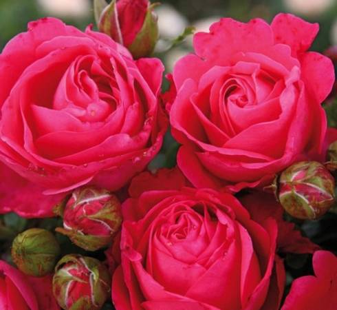 Какие сорта относятся к группе роз Кордеса
