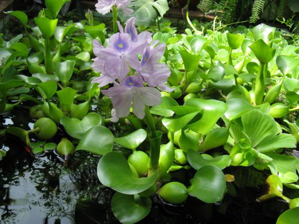 Водяной гиацинт или эйхорния прекрасная: как вырастить чудо в своем пруду