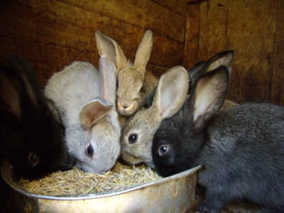 Разберемся, как и чем кормят кроликов зимой в домашних условиях