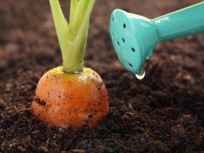 Как часто поливать морковь в открытом грунте