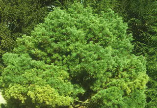 Горная сосна Веймутова (Pinus Strobus)