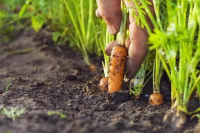 Морковь Вита лонга: описание сорта, характеристики, вкусовые качества, выращивание