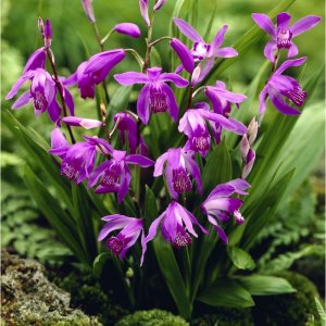 Орхидея блетилла: всё, что нужно знать о выращивании и правильном уходе