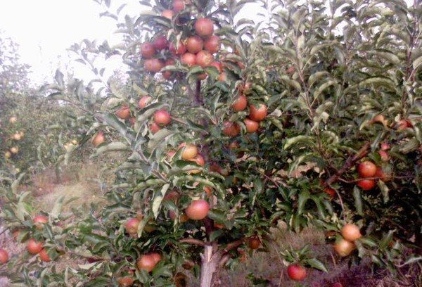 Полное описание сорта яблок Гала