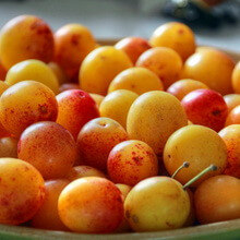 Слива «Мирабель» с фото фруктов и плодов
