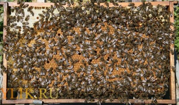 Полезные советы пчеловодам о размножении пчел