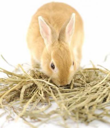 Чем кормить кроликов зимой в домашних условиях