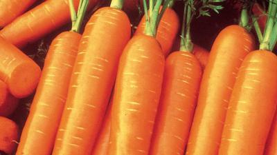 Посадка моркови: практические советы и рекомендации