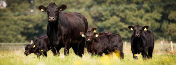 Абердин-ангусская порода коров: описание, достоинства и недостатки