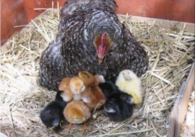 Сколько курица сидит на яйце и что нужно делать птицеводу, когда клуша садится на яйца