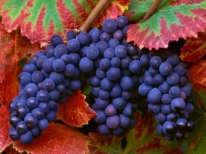 Достижения любительской селекции виноградной культуры: сорта вского
