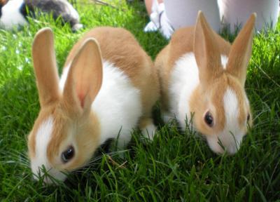 Почему чихают кролики: причины, возможные болезни, лечение, профилактика, советы ветеринаров и кролиководов