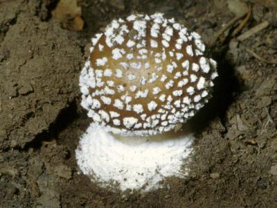 Ядовитый гриб - пантерный мухомор