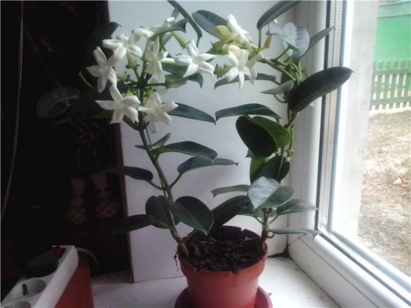 Растение стефанотис (флорибунда): уход в домашних условиях и болезни