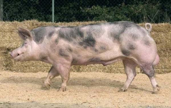 Пьетрен - порода свиней: характеристика, отзывы