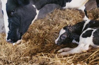 Задержание последа у коров: причины, признаки, лечение, препараты