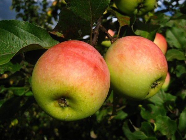 Неприхотливая и с хорошей урожайностью яблоня сорта - Орловский синап