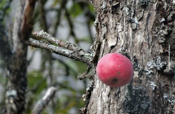 Обработка яблонь осенью от насекомых-вредителей и болезней