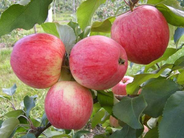 Осенний сорт яблоня Коричное полосатое: фото, выращивание на участке