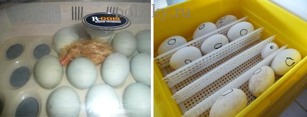 Как выбрать инкубатор для гусиных яиц