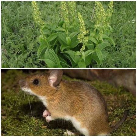 Чернокорень лекарственный: борьба с мышами и другими вредителями сада и огорода