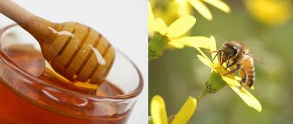 Натуральный цветочный мед: полезные свойства