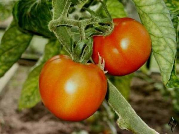 Семена томатов для Ленинградской области: сорта, выращивание