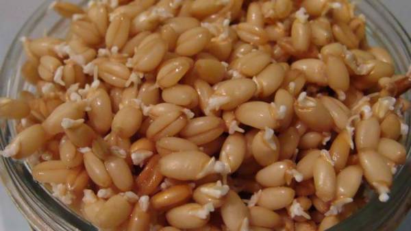 Пшеница пророщенная: польза и вред