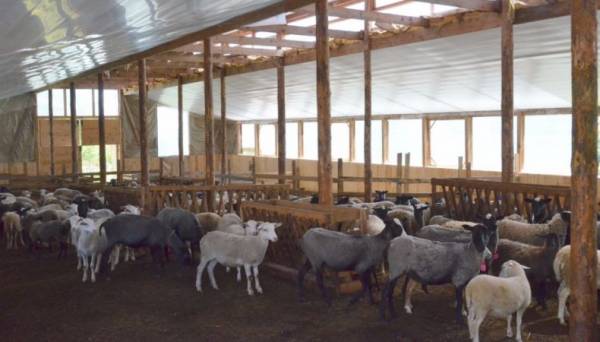 Помещение для овец: как самостоятельно сделать овчарню