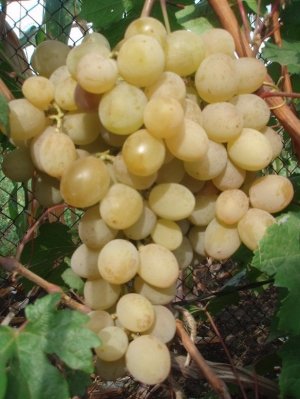 Розовый виноград: описания популярных сортов, советы по уходу и посадке