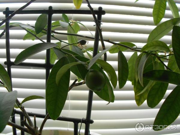 Отзыв: Комнатное растение Лимонелла - Лимончики мини на подоконнике круглый год